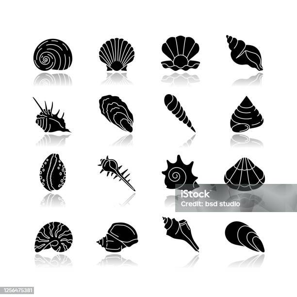 Seashells Drop Shadow Black Glyph Icons Set Stock Illustration - Download Image Now - Animal Shell, Aquatic Organism, Bivalve