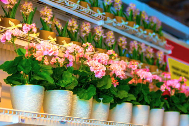 istock Pots of geraniums are on the shelf 1256475572