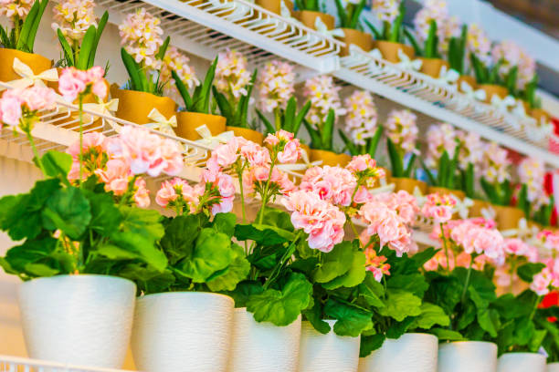 istock Pots of geraniums are on the shelf 1256475578