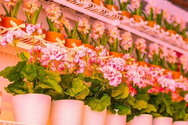 istock Pots of geraniums are on the shelf 1256475584