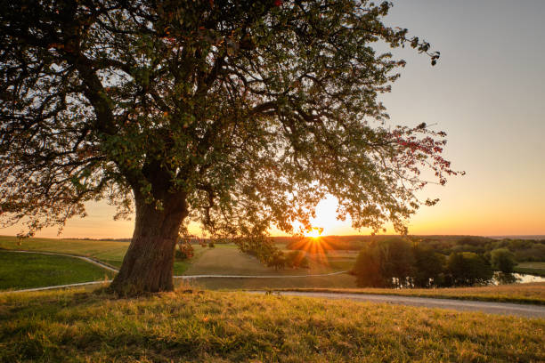 istock Beautiful single tree in rural sunset landscape in Germany 1256476410