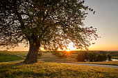Beautiful single tree in rural sunset landscape in Germany