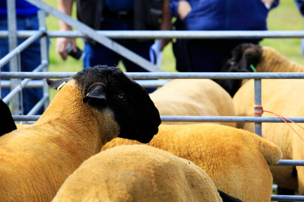 istock Scotland, Highlands, United Kingdom. 1256476588