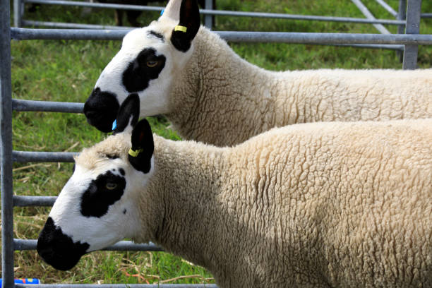 istock Scotland, Highlands, United Kingdom. 1256476589