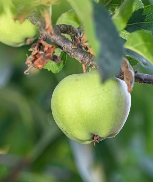 istock delicious and healthy apple on branch 1256477737