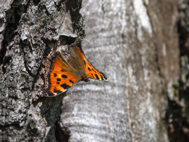 The brown Wren butterfly (Latin: Aglais urticae, Nymphalis urticae) rests on the bark of a tree The brown Wren butterfly (Latin: Aglais urticae, Nymphalis urticae) rests on the bark of a tree. Natural background with a bright butterfly. ca04 stock pictures, royalty-free photos & images