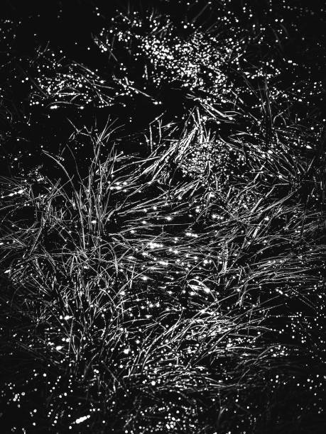 istock Black and white natural abstraction with bright highlights on the water surface 1256479205