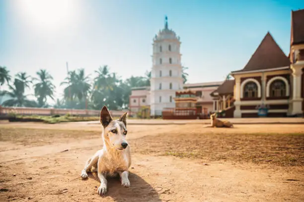 Photo of Kavlem, Phonda, Goa, India. Dog Resting Near Shree Shantadurga Mandir, Kavlem Temple. Famous Landmark And Popular Destination. White Lamp Tower. Shantadurga Devi