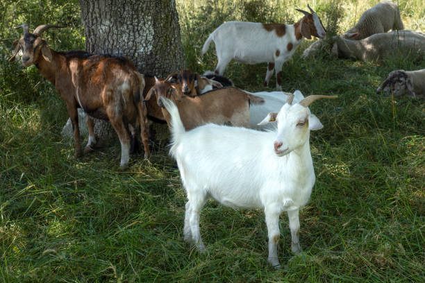 istock Goats on a meadow in the shade at a tree trunk 1256480831