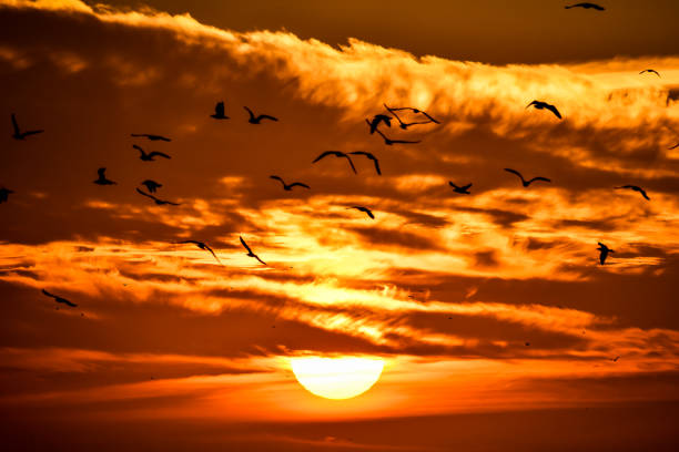 sunset with clouds, beautiful photo digital picture