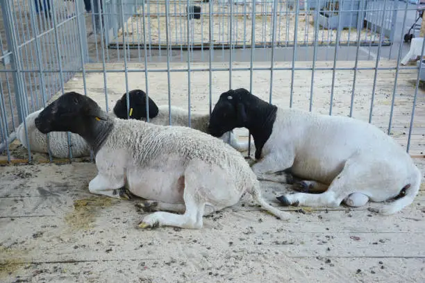 Photo of Raising one of the most popular breed of livestock the dorper white hornless black headed sheep, ewes, the largest sheep raised for lamb meat production.