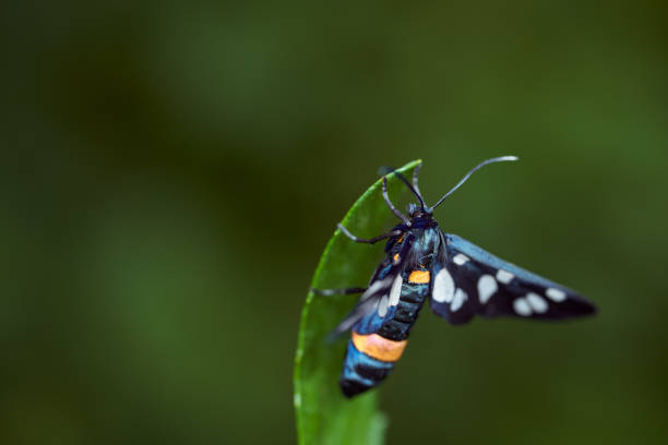 istock Dark blue butterfly with mottled wings on a green leaf. Macro effect photo. With copy space 1256482223