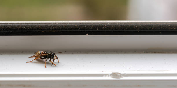evde beyaz pencere eşik üzerinde oturan arı kapalı alerji kavramı - avrupa eşek arısı stok fotoğraflar ve resimler