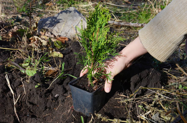 istock A gardener is planting a small sapling Thuja occidentalis Emerald Green, Smaragd Arborvitae from a pot into the soil. 1256482426