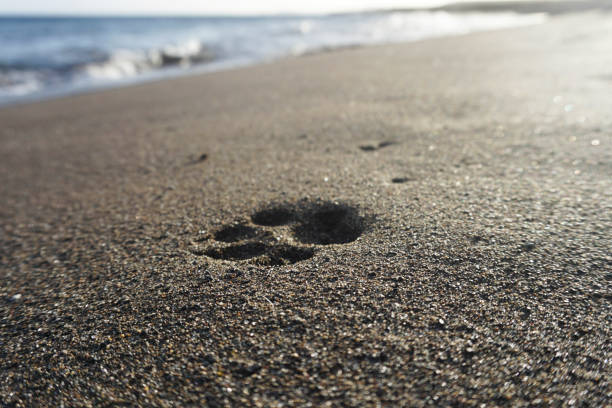 istock Dog single footprint in sand on a beach 1256482575