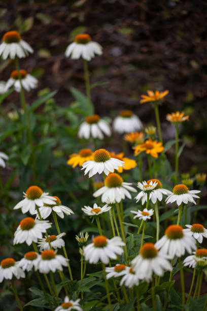 Echinacea flowers in a garden.