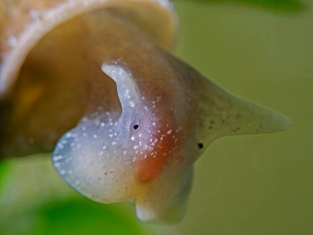 ślimak stawowy dla młodych, junge eiförmige schlammschnecke (radix balthica) - water mite zdjęcia i obrazy z banku zdjęć