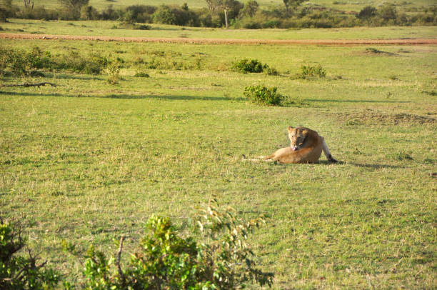istock Lioness (Panthera Leo) at Masai Mara, Kenya 1256484006