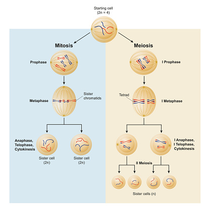 Mitosis And Meiosis Differences Stock Illustration - Download Image Now ...