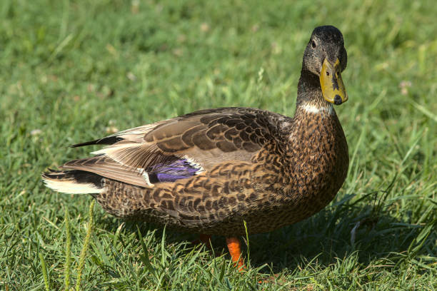 istock Mallard that walks on the grass 1256485168