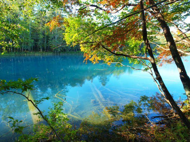 Autumn Hokkaido landscape