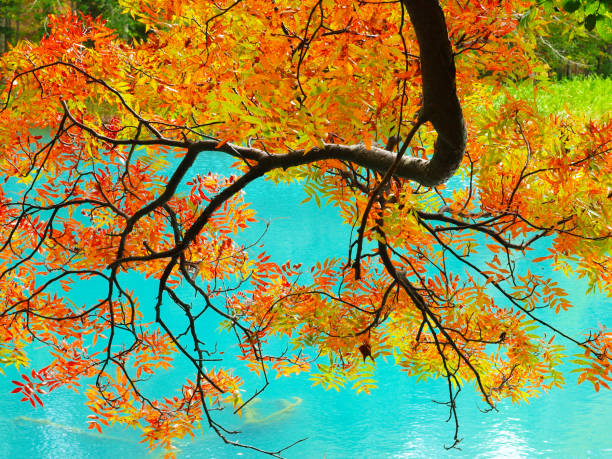 Autumn Hokkaido landscape