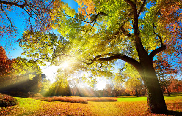 Gorgeous colors of foliage in a park Colorful autumn landscape shot of a gorgeous tree changing foliage colors in a park, with blue sky and the sun rays falling through the branches indian summer stock pictures, royalty-free photos & images