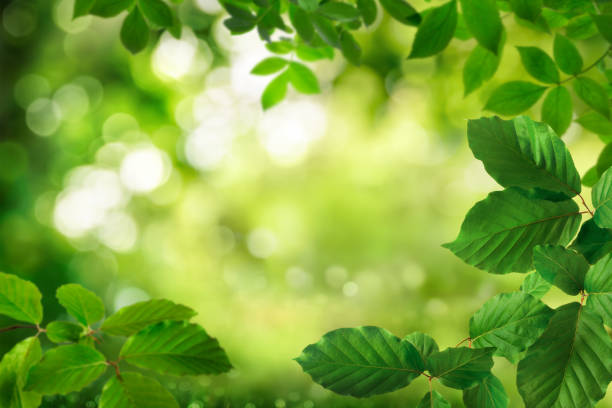 istock Green foliage framing nature bokeh background 1256486076