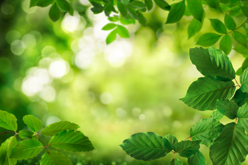 Green foliage framing a beautiful bokeh nature background with the shimmering leaves as bright highlights