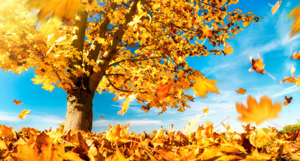 istock Yellow maple leaves falling to the ground 1256486133