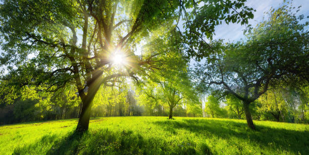 istock Sunny green rural landscape 1256486166