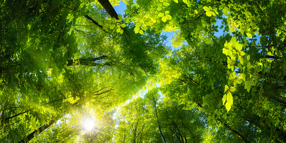 Elevating panoramic upwards view to the canopy in a beech forest with fresh green foliage, sun rays and clear blue sky