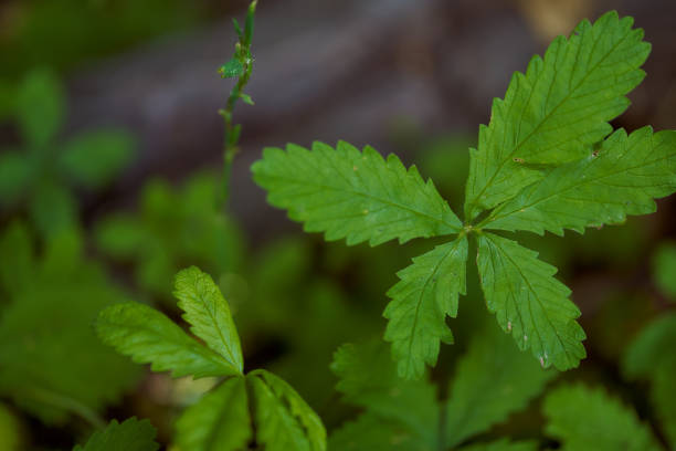 istock Green sheets from a summer flower. Close-up. Top view 1256486195