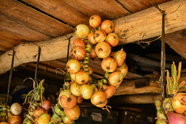 Harvest. Bunches of onions are dried in a barn in the village Harvest. Bunches of onions are dried in a barn in the village. Relish stock pictures, royalty-free photos & images