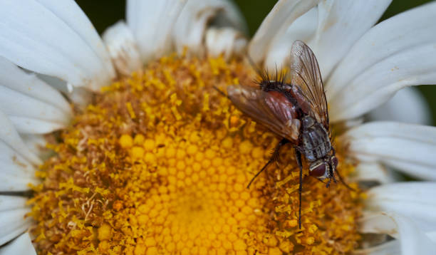 istock Close-up chamomile daisy flower with yellow nectar and fly. Macro effect photo 1256486297