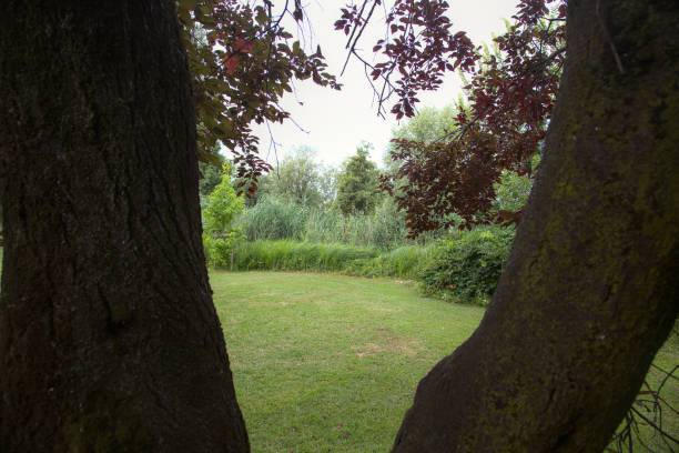 istock Tree with red foliage in an open space by the lakeshore, bordered by reeds 1256486523