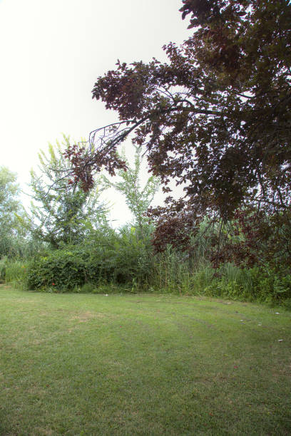istock Tree with red foliage in an open space by the lakeshore, bordered by reeds 1256487298