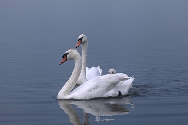 istock Two swans with a cygnet that float on a lake 1256487383