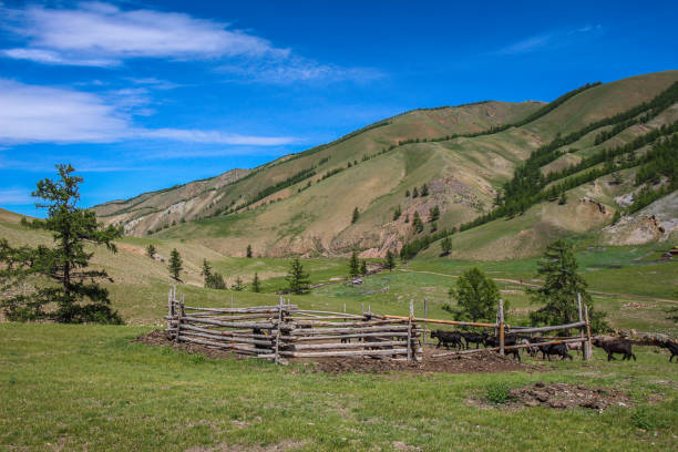 istock A cattle pen in the Mongolian mountains, surrounded by grassland 1256487847