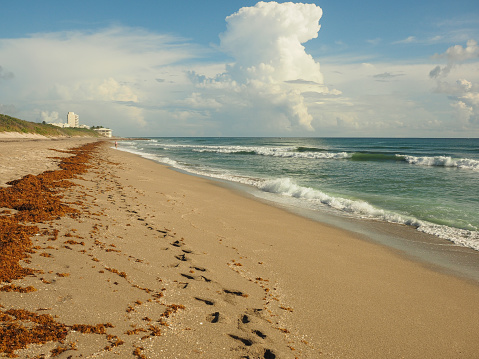 A series of footprints along the beach in Jupiter, Florida.