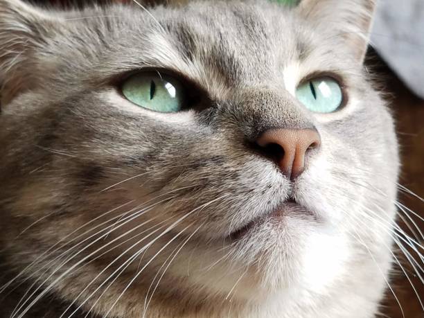 istock Variety animals up close 1256491227
