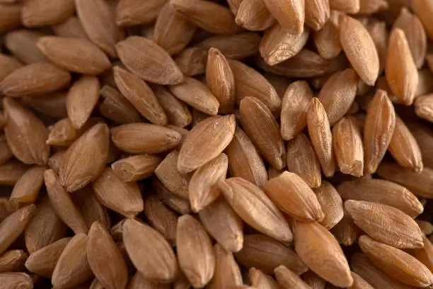 A Background of Organic Einkorn Rice