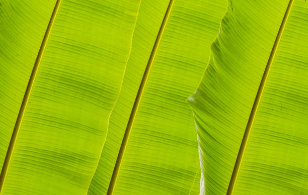 istock Closeup of banana leaf texture abstract background 1256492182