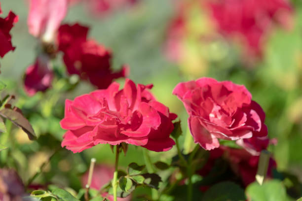 istock red roses flower in garden on blurred background 1256492316
