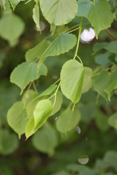 istock Leaves of linden tree on a tree. 1256492467