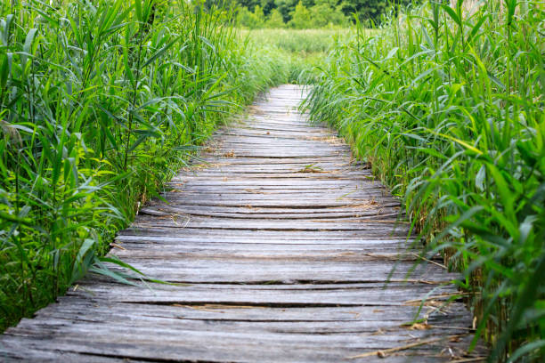 istock ruined bridge through sweet flag toward a lake 1256492513