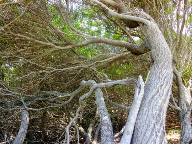 istock Trees with twisted branches with a background of green trees 1256493641