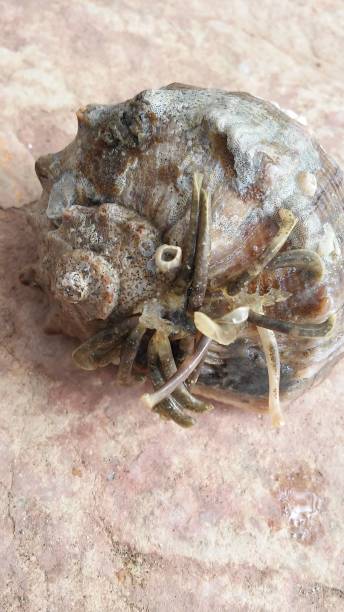 istock Sea snail in the foreground on stone floor 1256493650