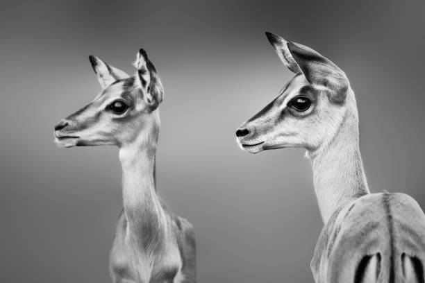 istock Impala close-up portrait in black and white 1256493817