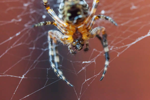 istock Arachnophobia fear of spider bite concept. Macro close up spider on cobweb spider web on blurred brown background. Life of insects. Horror scary frightening banner for halloween 1256493998